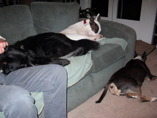 Sleeping with the Dogs
A "Three Dog Night."  Barney has his head on Marjorie's lap, Mana is in his favourite position on the couch, and Tapa is in pole position on the ground.  The Texans say, "If you lie down with dawgs you'll get fleas."
Avainsanat: Three Dog Night Barney Mana Tapa English Bull Terrier sleeping with dogs