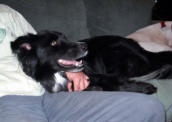 Barney Napping
Barney at rest with Marjorie on the couch in our "dog lounge."
Mots-clés: Barney collie Marjorie dog lounge