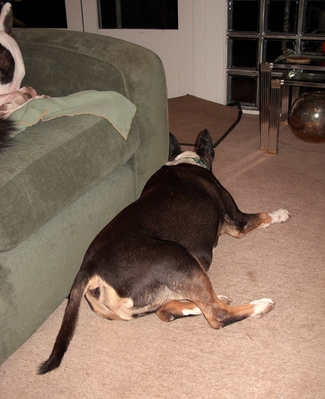 Tapa Sleeping in his Favourite Position
I think Tapa feels that from this position, with his head just around the corner of the couch, he will be the first to see any intruders.  Assuming, of course, that he's awake.
Ключові слова: Tapa English bull terrier sleeping