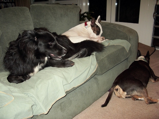 Three Dog Night
Barney (our honourary bull terrier) sleeping with Mana on the couch, and Tapa sleeping on the floor.
Palabras clave: Barney Mana Tapa English bull terrier three dog night sleeping dogs lie