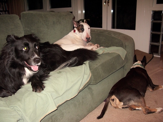 Barney, Mana, and Tapa in the Dog Lounge
Watching TV and having a snooze.
Anahtar kelimeler: Barney Tapa Mana English bull terrier dog lounge