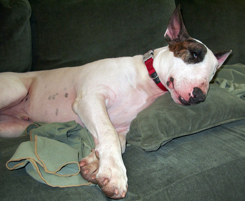Sleeping Mana
Mana enjoying a snooze on the couch in our "dog lounge."
Słowa kluczowe: Mana English bull terrier dog lounge sleeping dog
