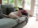W-HouseDog-1204.jpg