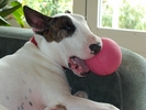 W-HouseDog-1205.jpg