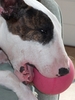 W-HouseDog-1209.jpg