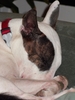 W-HouseDog-1212.jpg
