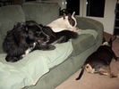 W-HouseDog-1214.jpg