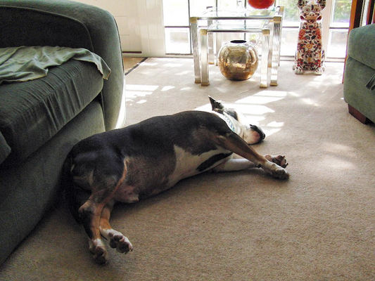 This is the life .........
Słowa kluczowe: English Bull Terrier Rest Resting Sleep Sleeping Tapa