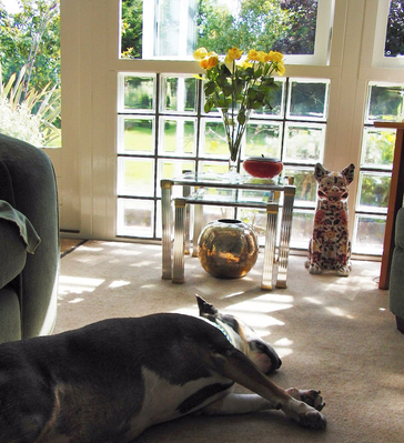..... just lyin' around .........
Schlüsselwörter: English Bull Terrier Rest Resting Sleep Sleeping Tapa