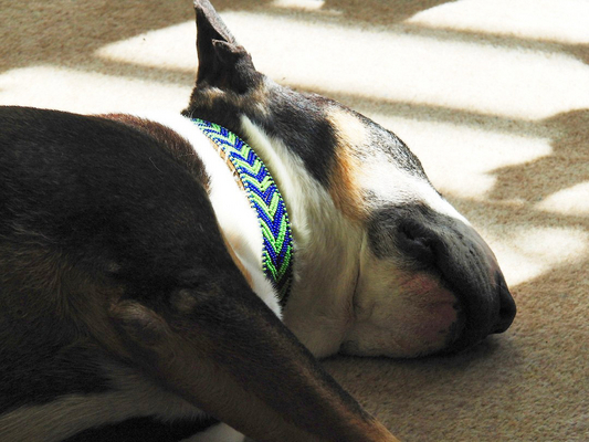 ........... soaking up the sun
Palabras clave: English Bull Terrier Rest Resting Sleep Sleeping Tapa