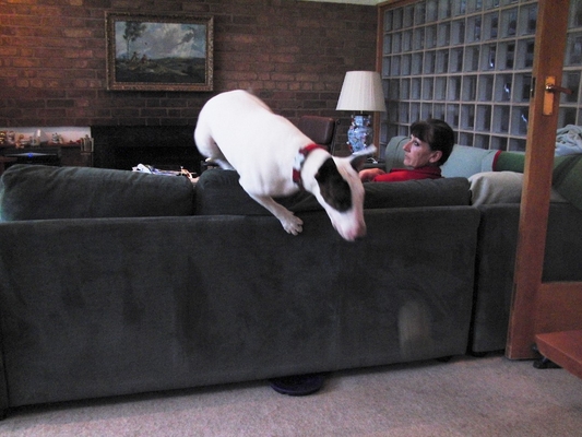 ............. and, one ...........
Schlüsselwörter: Ball English Bull Terrier Leap Leaping Mana marjorie Play Playing