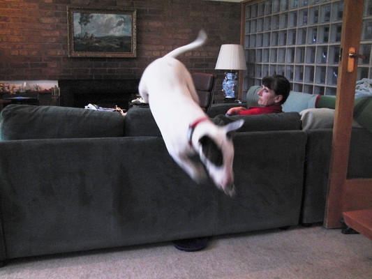 ........... two ...........
Palabras Clave: Ball English Bull Terrier Leap Leaping Mana marjorie Play Playing