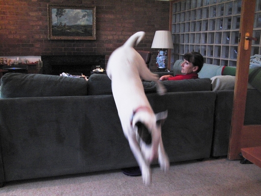 ............ and three
Keywords: Ball English Bull Terrier Leap Leaping Mana marjorie Play Playing