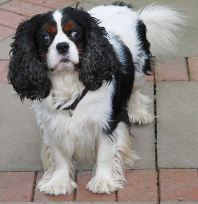 Wot's going on here .........
Keywords: Campbell Dog Dogs King Charles Spaniel Spaniels
