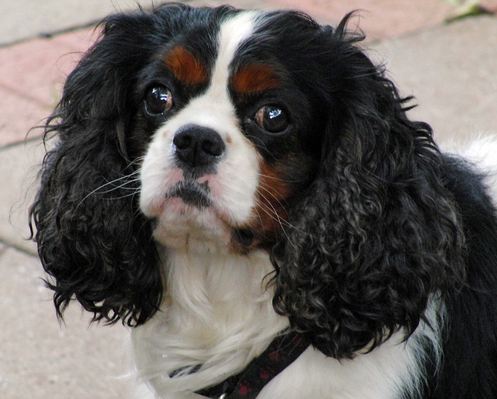 ........ huh?!
Schlüsselwörter: Campbell Dog Dogs King Charles Spaniel Spaniels