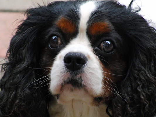I am having a good time - honest
Λέξεις-κλειδιά: Campbell Dog Dogs King Charles Spaniel Spaniels