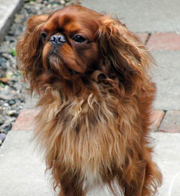 I'm just waiting ...........
Keywords: Benjie Dog Dogs King Charles Spaniel Spaniels
