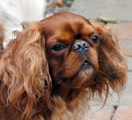 ........ for some action
Schlüsselwörter: Benjie Dog Dogs King Charles Spaniel Spaniels