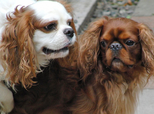 Wot you want?
Schlüsselwörter: Benjie Dog Dogs King Charles Spaniel Spaniels victor