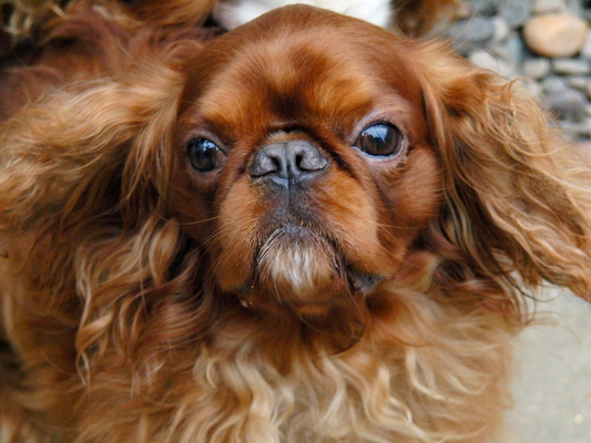 ............. was that?!
Schlüsselwörter: Benjie Dog Dogs King Charles Spaniel Spaniels