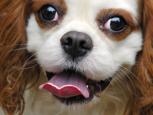 .......... so handsome
Schlüsselwörter: Dog Dogs King Charles Spaniel Smile Smiling Spaniels tongue Victor
