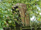 W-HouseDog-1288.jpg