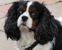 W-HouseDog-1290.jpg