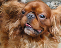 W-HouseDog-1296.jpg