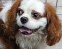 W-HouseDog-1298.jpg