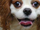 W-HouseDog-1301.jpg