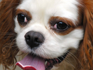 W-HouseDog-1302.jpg