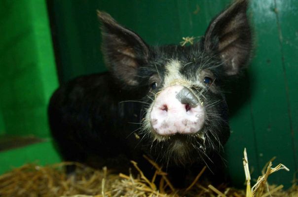 Our swimming star
Hunkered down on a warm bed of straw and the heater on after her swimming stint for 'The Independent'
Keywords: Berkshire pig Independent swimming pig article October 20 2006