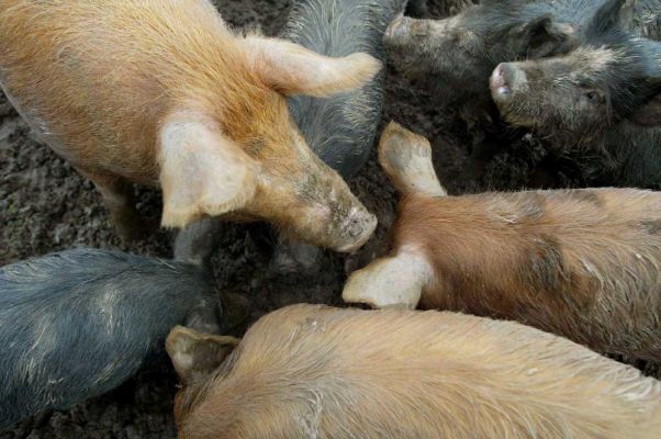 Feeding frenzy
These lucky pigs got extra rations this day as Simon wanted lots of photographs of pigs
Ключові слова: Tamworth Berkshire pigs Independent swimming pig article October 20 2006