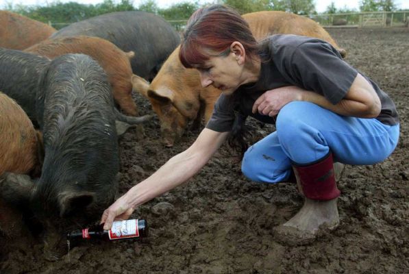 C'mon drink!
The pigs love beer but if food is available that comes first.  Trying to get a pig to drink from the bottle for the camera was an exercise in frustration
Keywords: Marjorie beer Tamworth Berkshire pig Independent swimming pig article October 20 2006