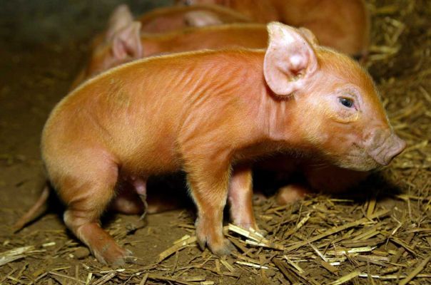 Cutie pie
This litter was born just on 20 October; the day Simon came to photograph swimming pigs for 'The Independent'.  He is a lucky guy; he had great weather after days of cloud and rain AND newly born piglets.
Ключевые слова: Tamworth pig piglet Independent swimming pig article October 20 2006