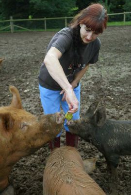 Feeding time
Maggot's Croft used to be an orchard and we still have a couple of pear and apple trees which bear quite a lot of fruit each year.  The pigs love the fruit.
Keywords: Marjorie Tamworth Berkshire pig Independent swimming pig article October 20 2006