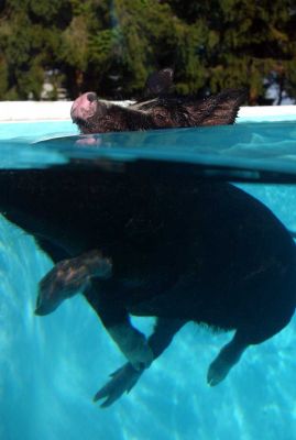 Magic!
A disembodied photo of the pig taken from the under/over tank
Anahtar kelimeler: Berkshire pig swimming Independent swimming pig article 20 October 2006