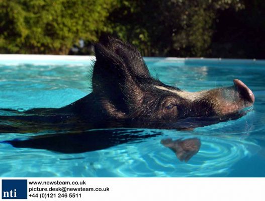 The star of the show
Ključne besede: Berkshire pig Independent swimming pig article October 20 2006