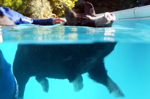 And she's off!
Schlüsselwörter: Berkshire pig Independent swimming pig article October 20 2006