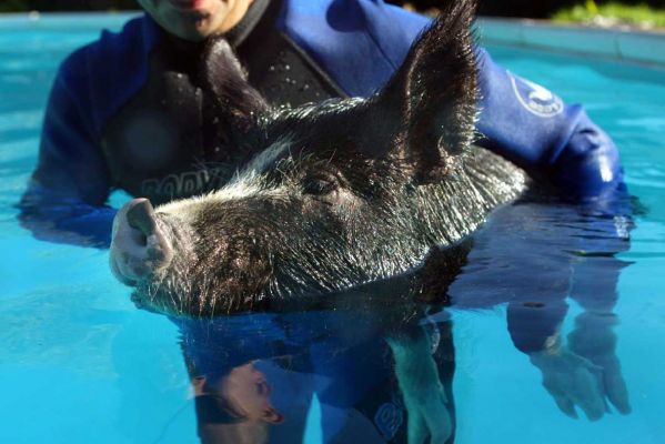I need a helping hand - this is tiring
Anahtar kelimeler: Berkshire pig Grzegorz Independent swimming pig article October 20 21 2006 page 10