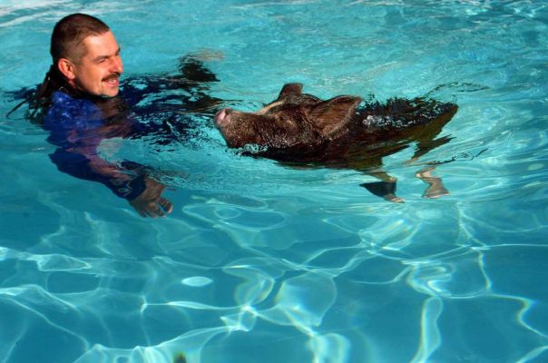 OK, I'm ready for a rest
Ключові слова: Berkshire pig Grzegorz Independent swimming pig article October 20 21 2006 page 10