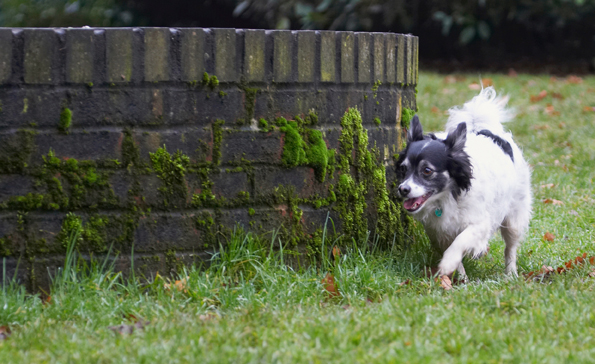 I'm on the prowl
Palabras Clave: Cihuahuas Dog Dogs Explore Exploring Longhaired Chihuhua Matt