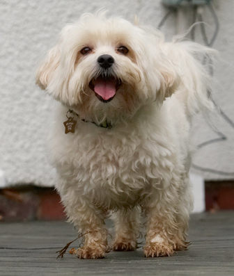 Hey, I know how to pose for the camera
Palabras clave: Dog Dogs Maltese Stand Standing Teddy Tongue