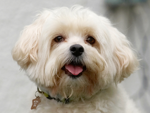 I AM smiling
Schlüsselwörter: Dog Dogs Head Maltese Teddy Tongue