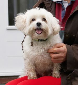 Oooh yes, scratch just there
Trefwoorden: Cuddle Dog Dogs Maltese Sitting Teddy Tongue