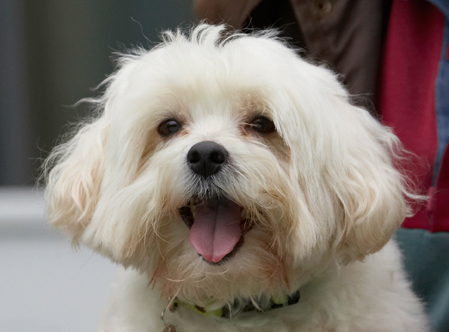 I'm sitting pretty
Schlüsselwörter: Dog Dogs Head Maltese Teddy Tongue Yawn