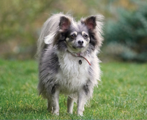 I'm one cool chick
Palabras clave: Cihuahuas Dog Dogs Longhaired Chihuhua Rose