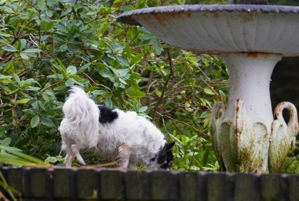 Hmmm, can I get to that water
Keywords: Cihuahuas Dog Dogs Longhaired Chihuhua Matt