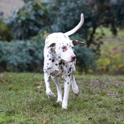 Jus' exploring my old stamping ground
Ключові слова: Cookie Dalmatian Dog Dogs Play Playing Playtime Run Running