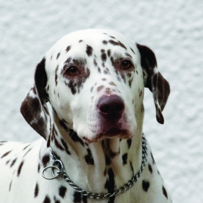 Good job I've got these spots or you wouldn't be able to see me
Ключові слова: Cookie Dalmatian Dog Dogs Head